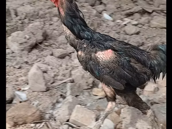 Chickens — Kirgisistan