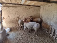 भेड़, भेड़ — फ़ोटो 4