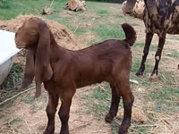 تيس, Nubian Goat — الصورة 1