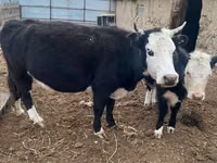 Cow, Latvian Blue cattle — photo 4