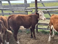 母牛, Cattle — 照片 3