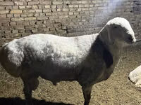 كبش, Afghan Arabi sheep — الصورة 6