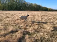 Қошқар, Shroshire sheep — 5-сурет