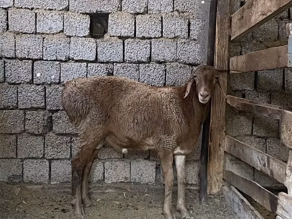 मेढ़ा, भेड़