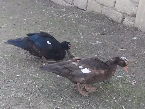 家养麝香鸭