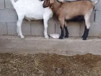 تيس, Saanen goat — الصورة 4