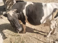 Kuh, Russian Black pied cattle — Foto 4