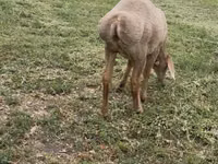 نعجة, Arashan sheep — الصورة 4