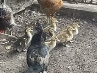 Ducks — 2-сурет