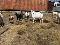 Cabra, Saanen goat — foto 1
