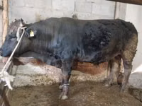 Bulle, Swiss cattle — Foto 3