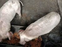 Säue, Schweine — Foto 2