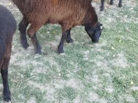Carnero, Ovejas — foto 5