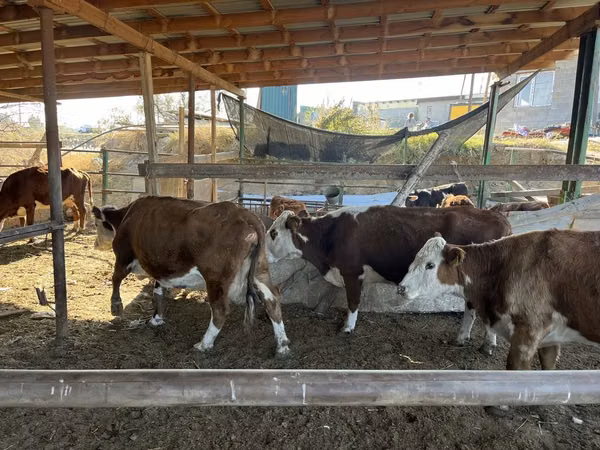 Vaca, Vaca kazaja de cabeza blanca