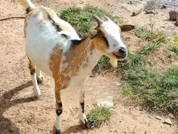 山羊（批次，未指定性别）, Goats