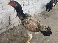 Chickens — Foto 3