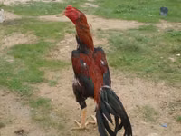Chickens — 4-rasm