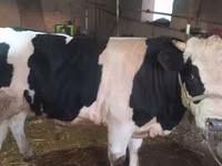 ثور, Russian Black pied cattle — الصورة 1