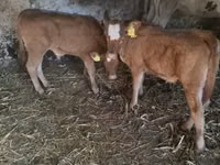 Bulle, Limousin-Kuh — Foto 3