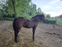 Mare, Hungarian horse breed — photo 6