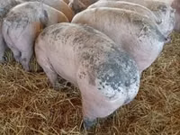 Schweine (Partie, Geschlecht nicht angegeben) — Foto 7