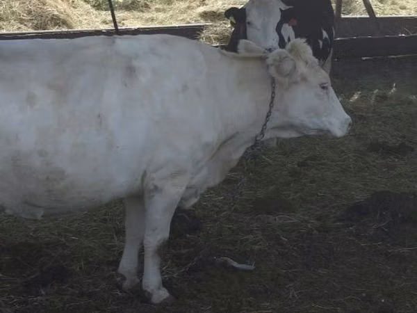 गाय, Swiss cattle — कज़ाखस्तान