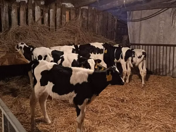 Bulle, Russian Black pied cattle