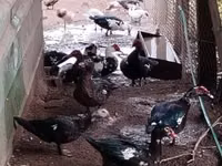 Hausente — Foto 2