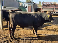 公牛, Aberdeen-Angus — 照片 2