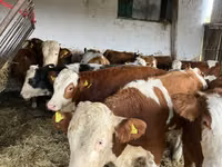Kuh, Simmental cattle — Foto 1