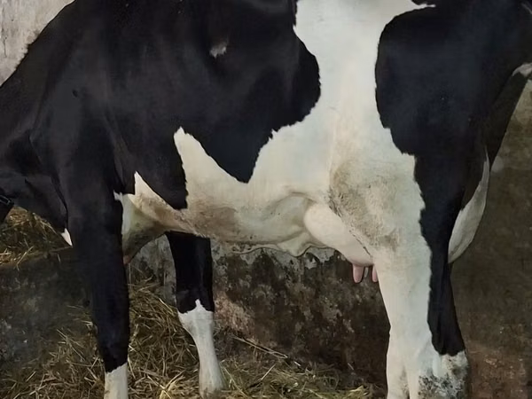 Sigir, Russian Black pied cattle