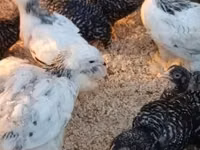 Brahma — Foto 6