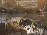 公牛, Russian Black pied cattle — 照片 1