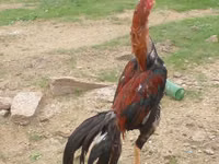 Chickens — 1-rasm