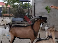 تيس, Alpine goat — الصورة 2