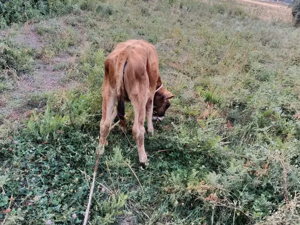 公牛, Cattle — 吉尔吉斯斯坦