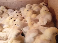 Chickens — फ़ोटो 1