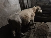 بقرة, الماشية — الصورة 5