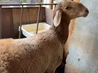 كبش, Arashan sheep — الصورة 3