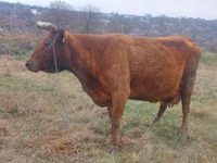Bulle, Russian Black pied cattle — Foto 2