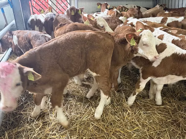 Bulle, Simmental cattle