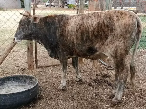 Bovinos (lote, sexo no especificado), Ganado vacuno