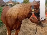 حصان, الخيول — الصورة 3