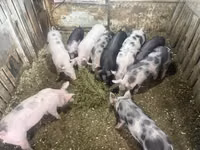 Schweine (Partie, Geschlecht nicht angegeben), Schweine — Foto 2