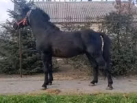 Hengst, Pferde — Foto 2