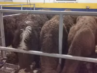 ثور, Simmental cattle — الصورة 4