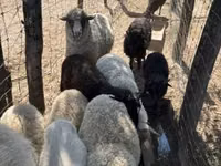 Schaf, Merino sheep — Foto 6