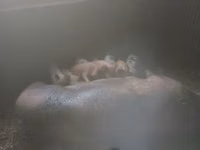 خنزير ذكر — الصورة 2