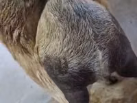 母山羊, Nubian Goat — 照片 5