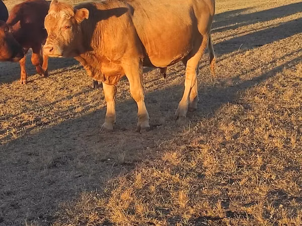 ثور, Simmental cattle
